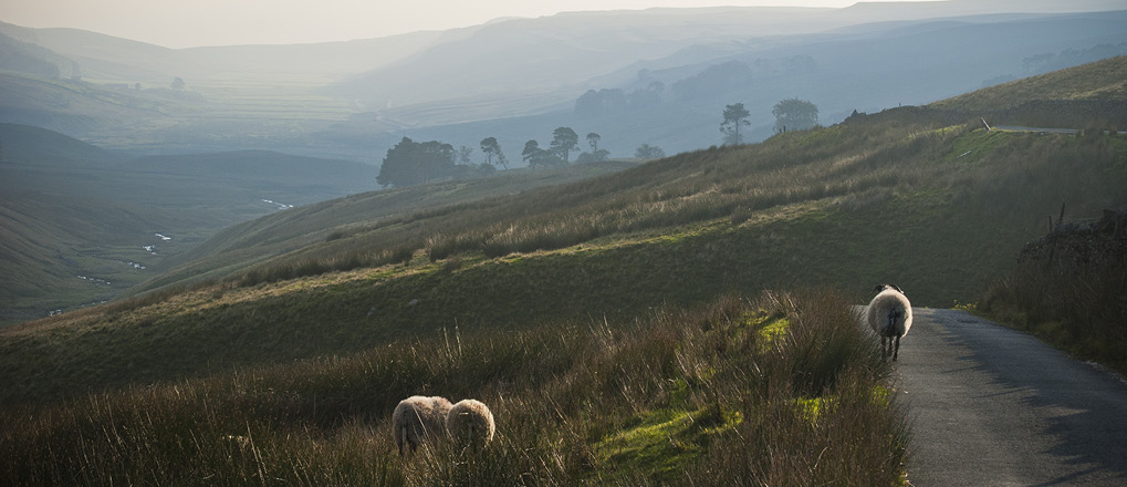 Sheep in Yorkshire Dales field